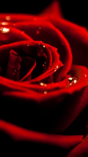 3D Rose Valentine