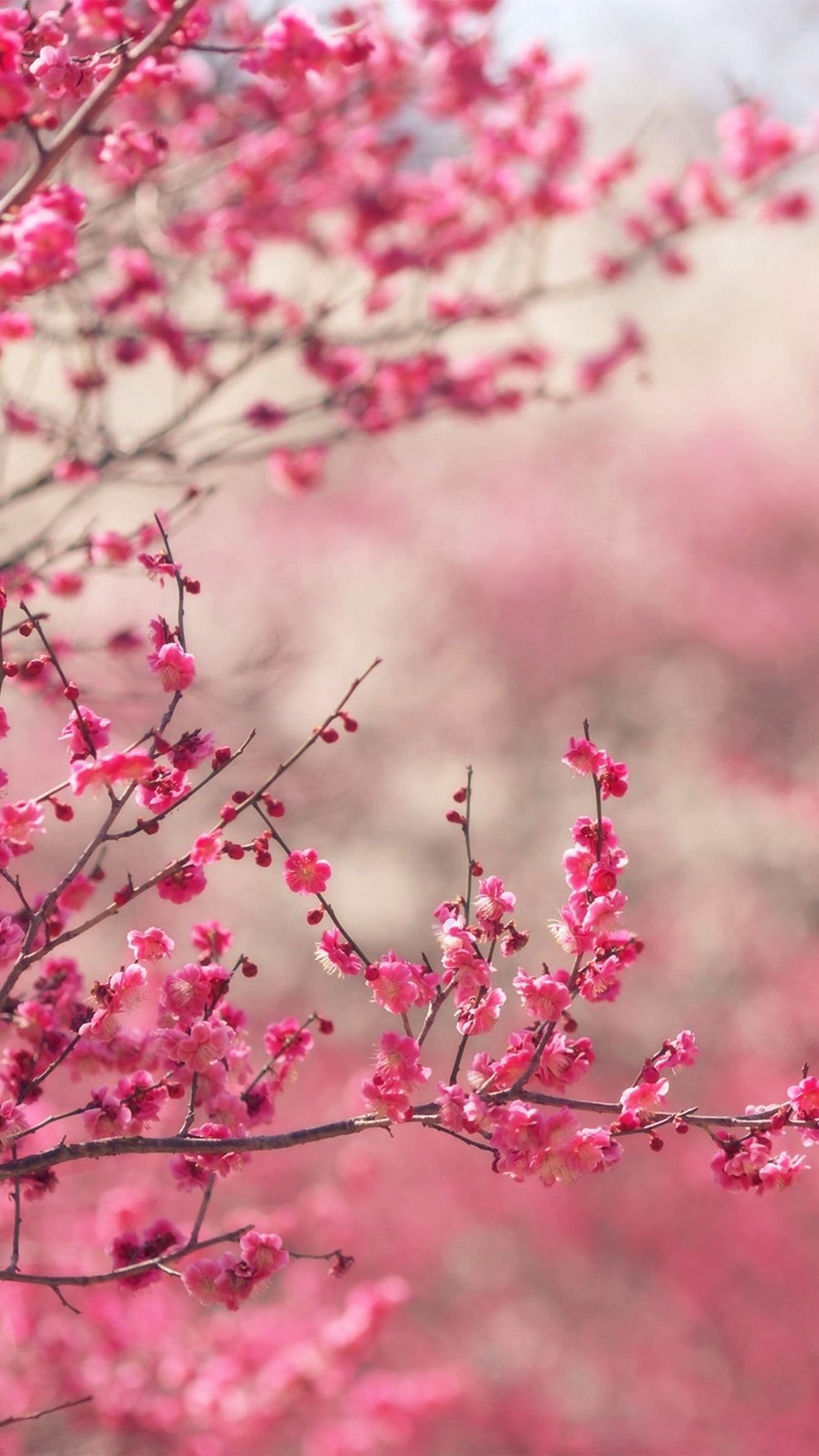 spejder Array af Undertrykke Pink Blossom Nature Flower Sprin - HD Wallpapers and Backgrounds for iPhone