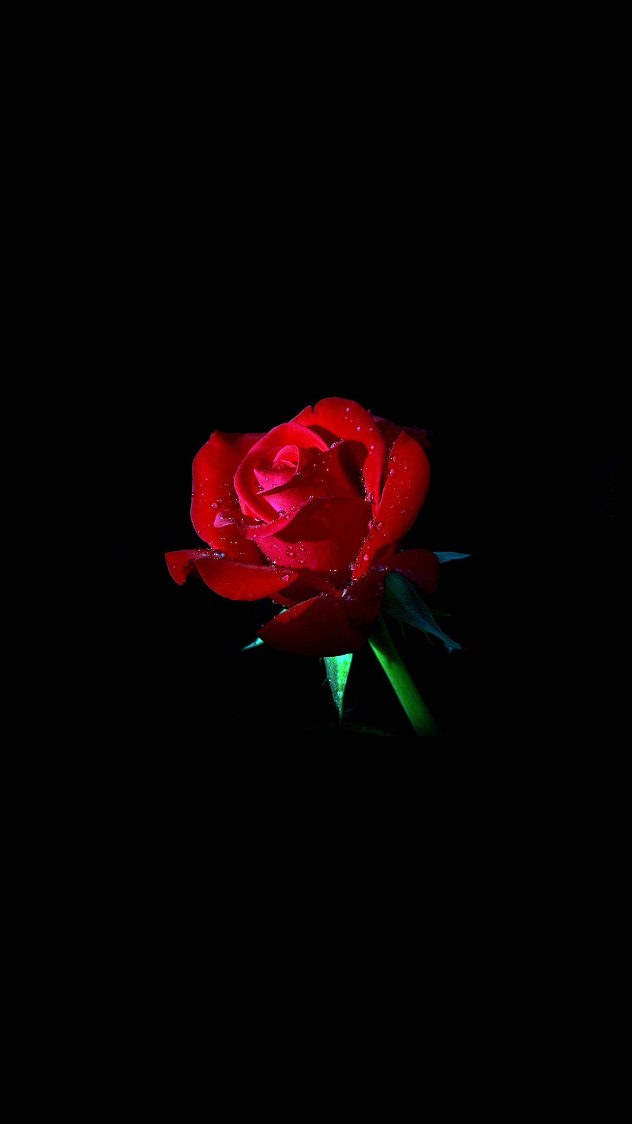 Wallpaper dark red rose 73+ Black